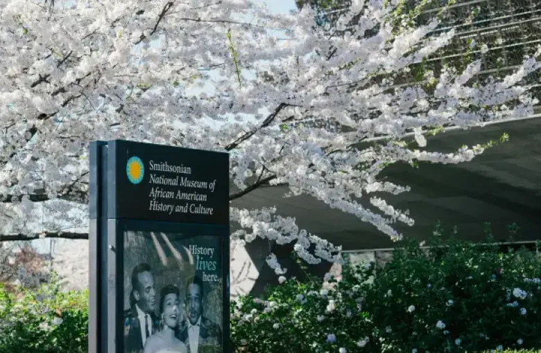 Smithsonian National Museum of African American History and Culture sign amid cherry blossoms in Washington; DC; with the